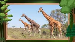 I WONDER - Why Do Giraffes Always Stand? Instructional Video
