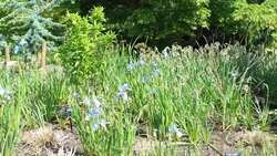 RHS Harlow Carr prepares for summer opening News Clip