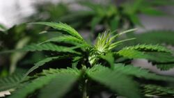 Should Weed Be Legal in the UK? Instructional Video