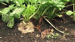 Sugar beet root crop organically grown Stock Footage