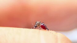 Close-up of a mosquito sucking blood on human skin, Mosquito is carrier of Malaria/ Encephalitis/ Dengue, Macro shot Stock Footage