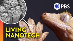 Why Geckos Are Sticky Without Being Sticky Instructional Video