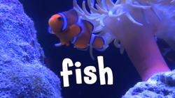 Ocean Animals for Kids Instructional Video