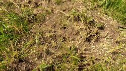 Wild brown ants Stock Footage