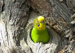 Where do animals live? Instructional Video