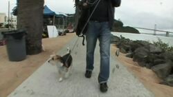 Second man seems to be free of AIDS virus after transplant News Clip