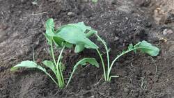 Plant Growth Instructional Video