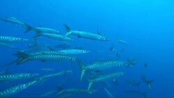 Climate change blamed as barracudas settle in Adriatic's colder waters Instructional Video