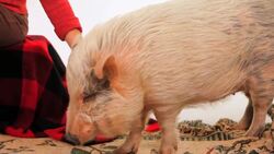 Potbellied Pigs vs. Domestic Pigs Instructional Video