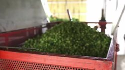 Hops falling into large metal crate Stock Footage
