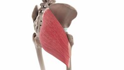 Gluteus maximus muscle (3D) Instructional Video