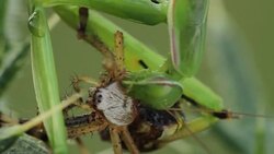Mantis religiosa eating a wasp spider (Argiope bruennichi) Stock Footage