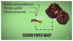 Brood Parasites Instructional Video