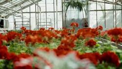 Flowers shot in greenhouse Stock Footage