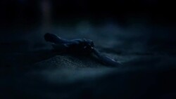 Turtles: A Look at Their Diversity and Adaptations Instructional Video