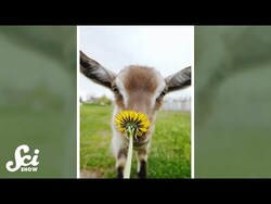 Goats choose the hard way. Cats... don't. #shorts #science #SciShow Instructional Video