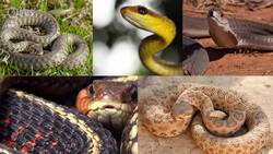 Humans and the Environment Instructional Video