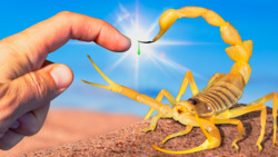 Deadliest Scorpion STING on Earth! (Arabian Deathstalker) Instructional Video