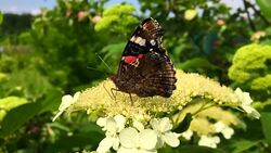 butterfly Stock Footage