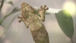 Meet Some of the Strangest Creatures on the Planet…The Gecko! Instructional Video