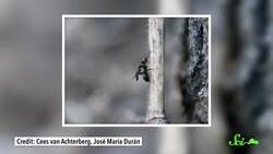 What Animal Dominates Earth? Instructional Video