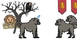 Why It Sucks to Be a Male Hyena Instructional Video