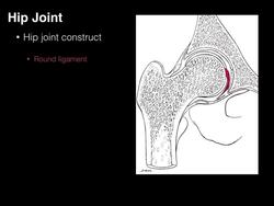 Hip joint structure and actions Instructional Video