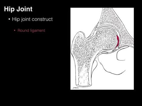 Hip joint structure and actions