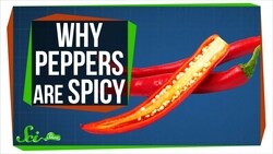 The Real Reason Peppers are Spicy Instructional Video