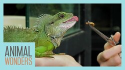 How to Train Your (Water) Dragon Instructional Video