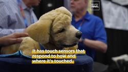 CES 2025: From vacuums to pet robots, AI takes centre stage at world's largest tech fair News Clip