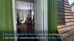 CLEAN : La casa de Hemingway sobrevive a la pandemia gracias a sus gatos mutantes News Clip