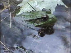What Is an Amphibian?: What Are Amphibians? Instructional Video
