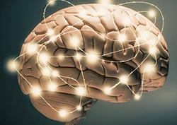 Nuestro increíble cerebro Instructional Video