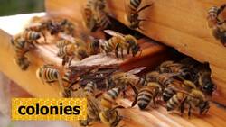 Insects and Groups Instructional Video