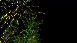 Neon Tree illumination Stock Footage