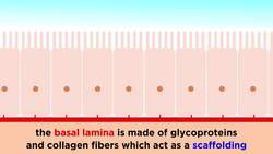 Types of Tissue Part 1: Epithelial Tissue Instructional Video