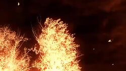 crows on the tree abstraction Stock Footage