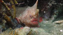 The Rarest Fish in the World is an Anglerfish! Instructional Video