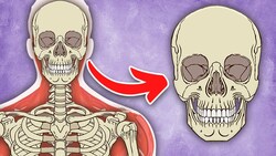 I Am YOUR Skull! | The Human Skull Song | KLT Anatomy Instructional Video