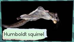 Life in the Redwoods | Surprising Animals of the Redwood Forest Instructional Video