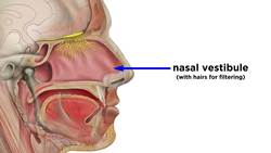The Respiratory System Instructional Video