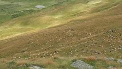 Flock of sheep walking on mountain pasture. Carpathians mountains at summer. Very long shot. Sheep are grazing on grassland. Ukrainian nature landscape. Rural background. Soft selective focus Stock Footage