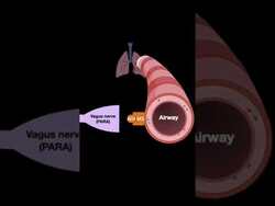 Testing ANS #shorts (Part C) Instructional Video