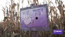 Record-Breaking Corn Maze Attracts Visitors Looking To Get Lost News Clip