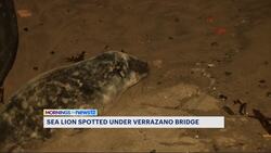 Baby sea lion spotted by the Verrazano Bridge in Brooklyn News Clip