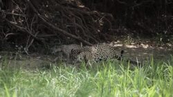 CLEAN : STOCKSHOTS: Wildlife in Brazil's Pantanal wetlands and Amazon rainforest News Clip