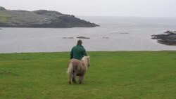 CLEAN : Hot to trot: Shetland ponies prove popular during pandemic News Clip