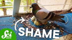 These Birds’ Nests Are Terrible for a Reason Instructional Video