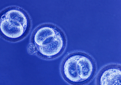 Stem Cells: Unlocking The Potential to Regenerate Tissues Instructional Video